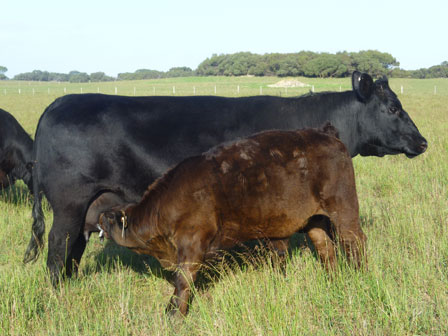 Angus Limousin Cross