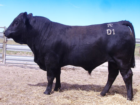 Angus Limousin Cross